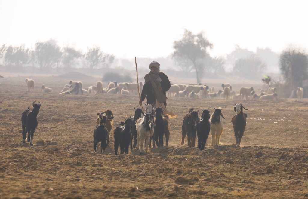 Herd of goats - Desert National Park, Rajasthan